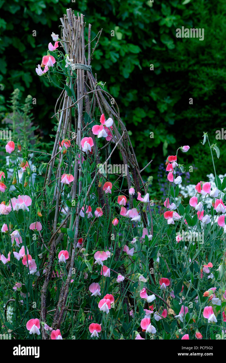 Duftwicken eine Kletterhilfe, Lathyrus Odoratus Stockfoto