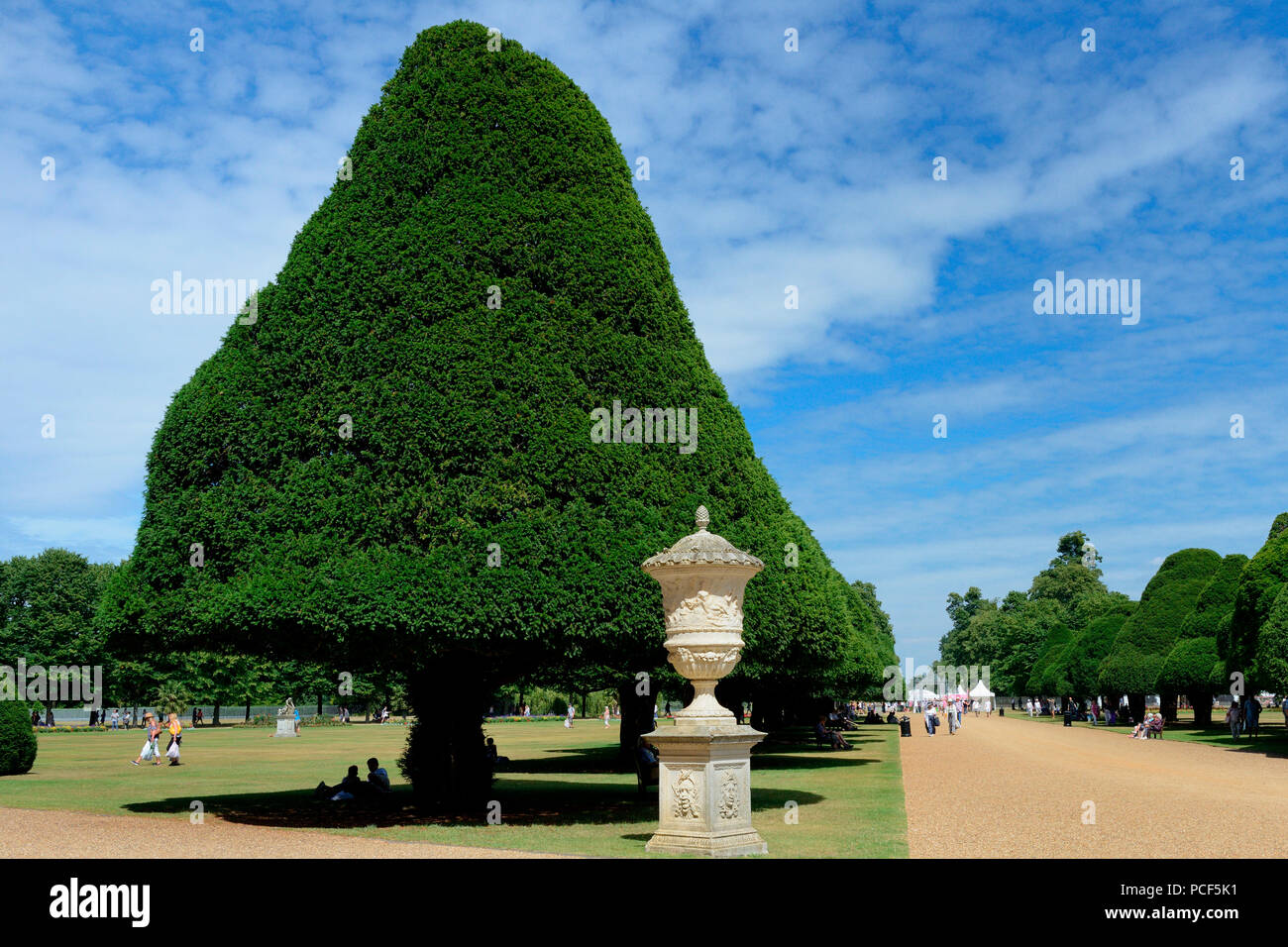 Eiben in Formschnitt, Eibenallee, Taxus Whipplei, Hampton Court Palace, England, Grossbritannien, Europa, Formschnitteibe Stockfoto