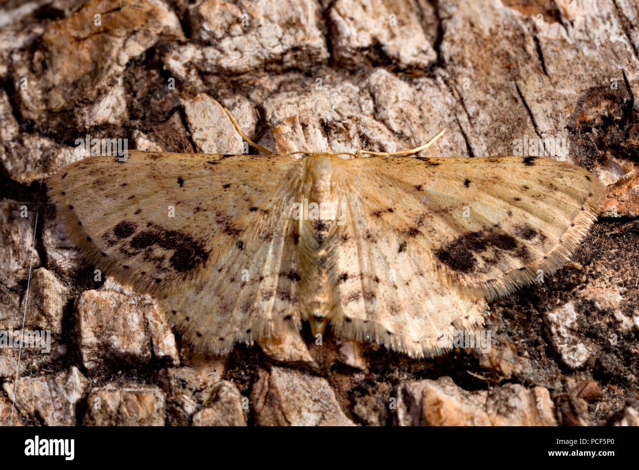 Single-gestrichelte Kurve Motte (Idaea dimidiata) Stockfoto