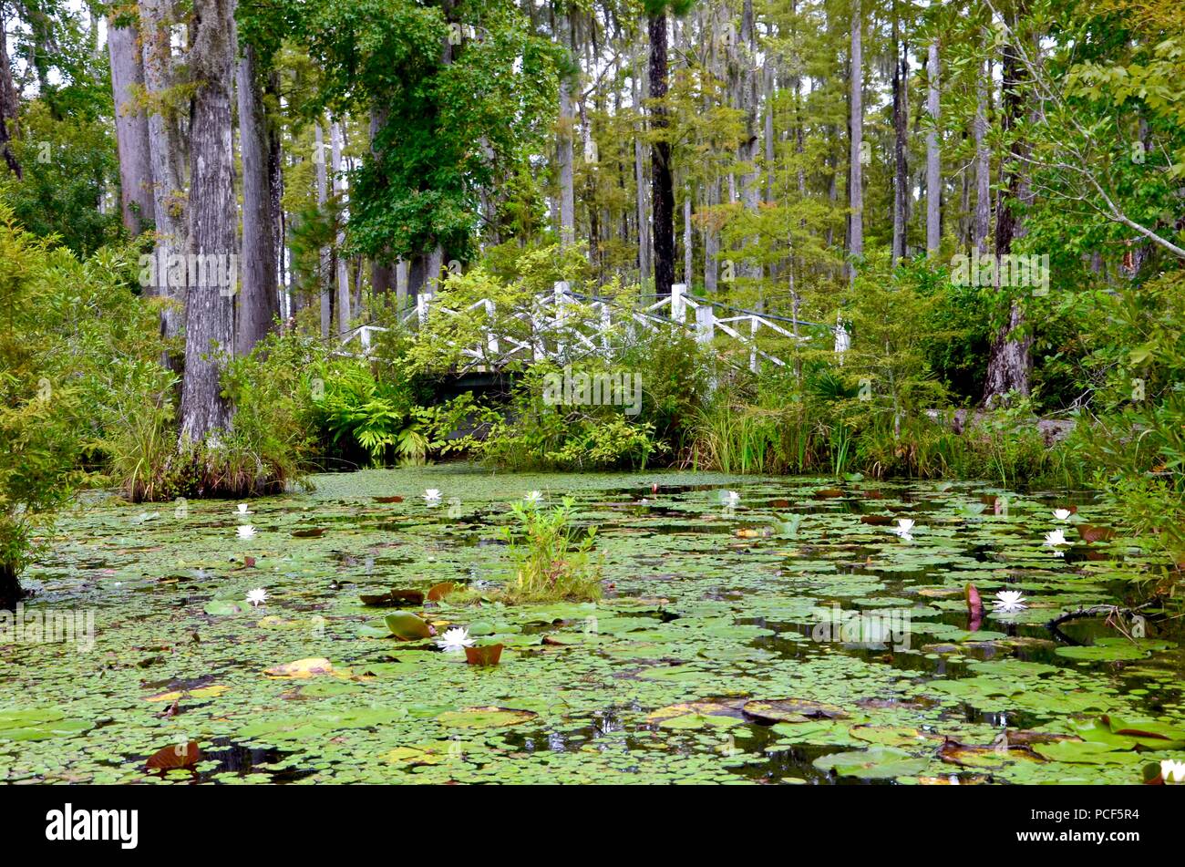 Seerosen in Cypress Gardens South Carolina, Moncks Corner, Sumpf, grüne, blühende, Alligatoren, Natur, Sommer, niemand, Brücke, Boote Stockfoto