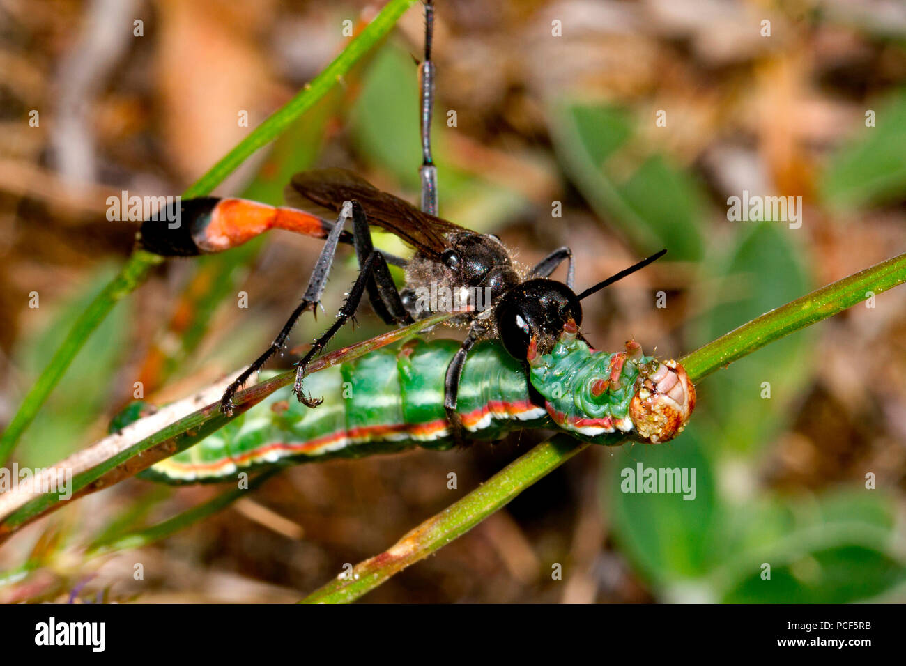 Wasp ammophila Fotos und Bildmaterial in hoher Auflösung Alamy