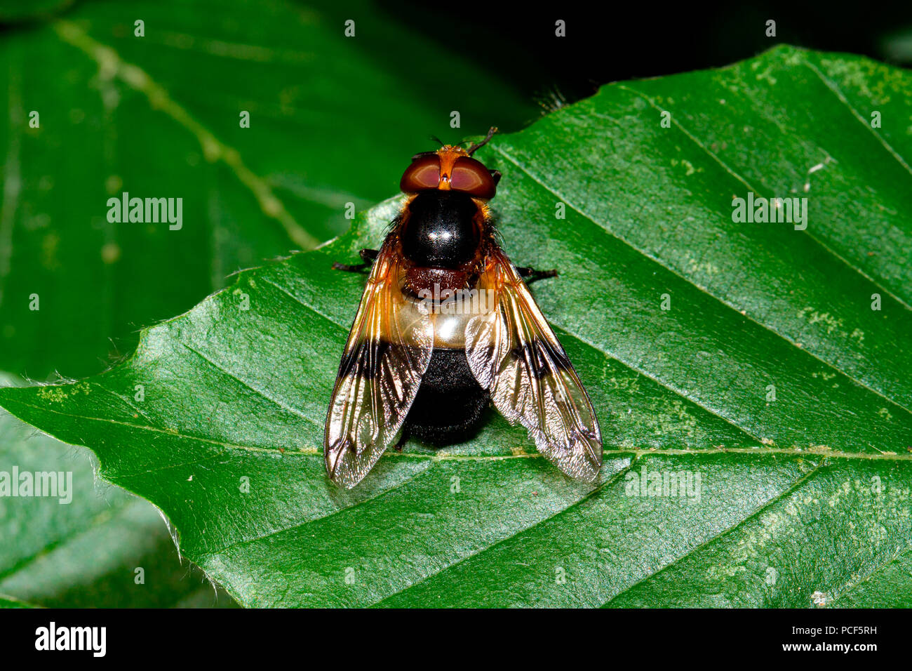 Zona pellucida Hoverfly, (Volucella pellucens) Stockfoto