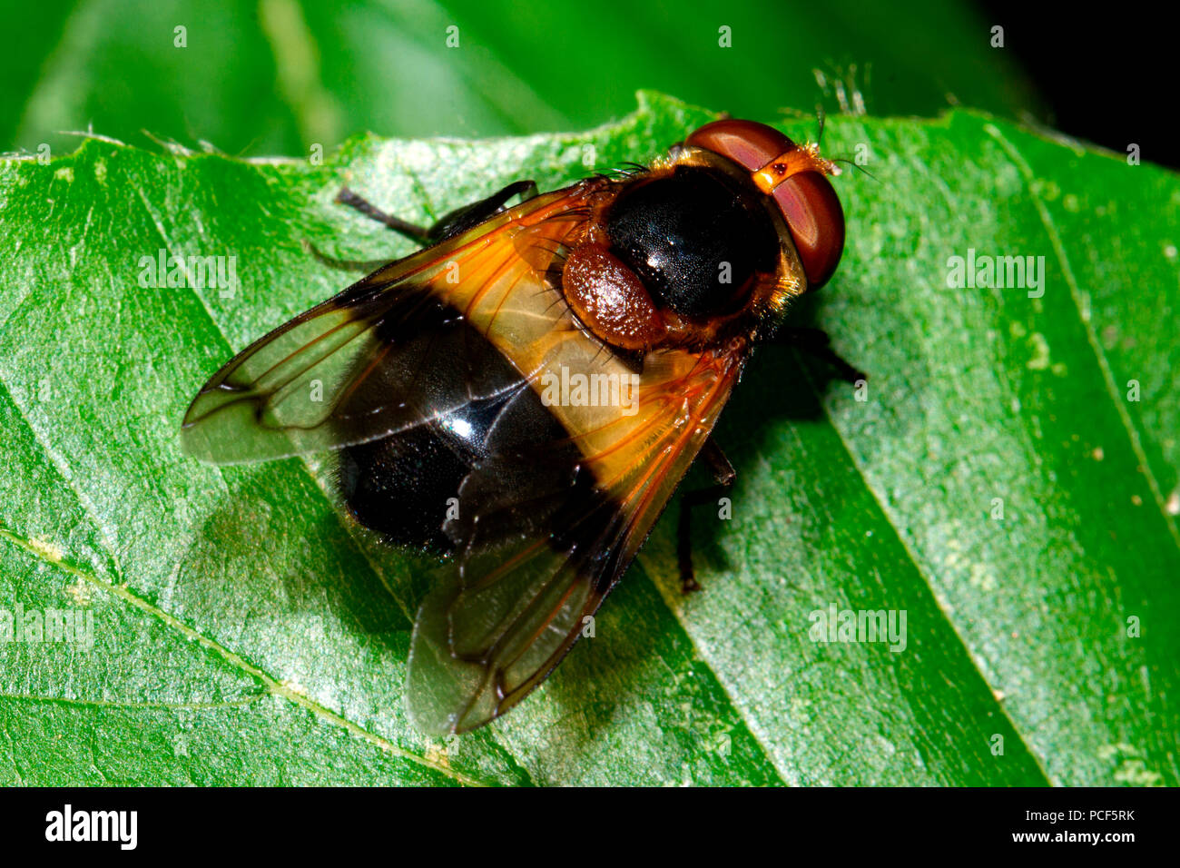 Zona pellucida Hoverfly, (Volucella pellucens) Stockfoto