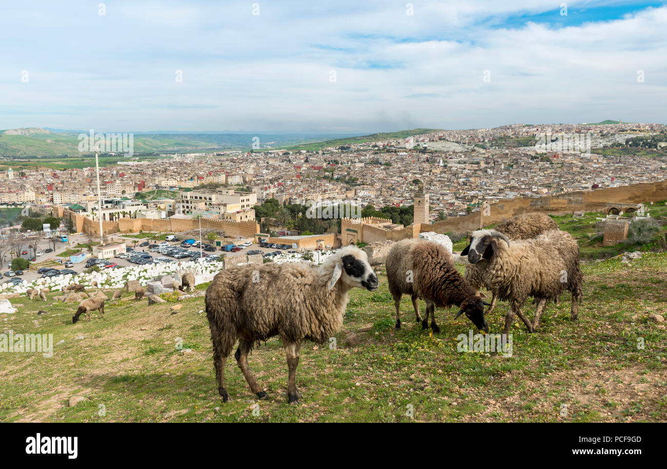 Drei Schafe weiden am Ortsrand, Stadtbild, Fes mit Stadtmauern, Universität von Al Quaraouiyine, hinter grünen Hügeln, Fes Stockfoto