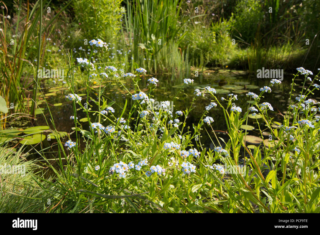 Sumpf-vergissmeinnicht, Myosotis scorpioides, Rn Teichpflanzen Gartenteich, Sussex, UK, Juni Stockfoto