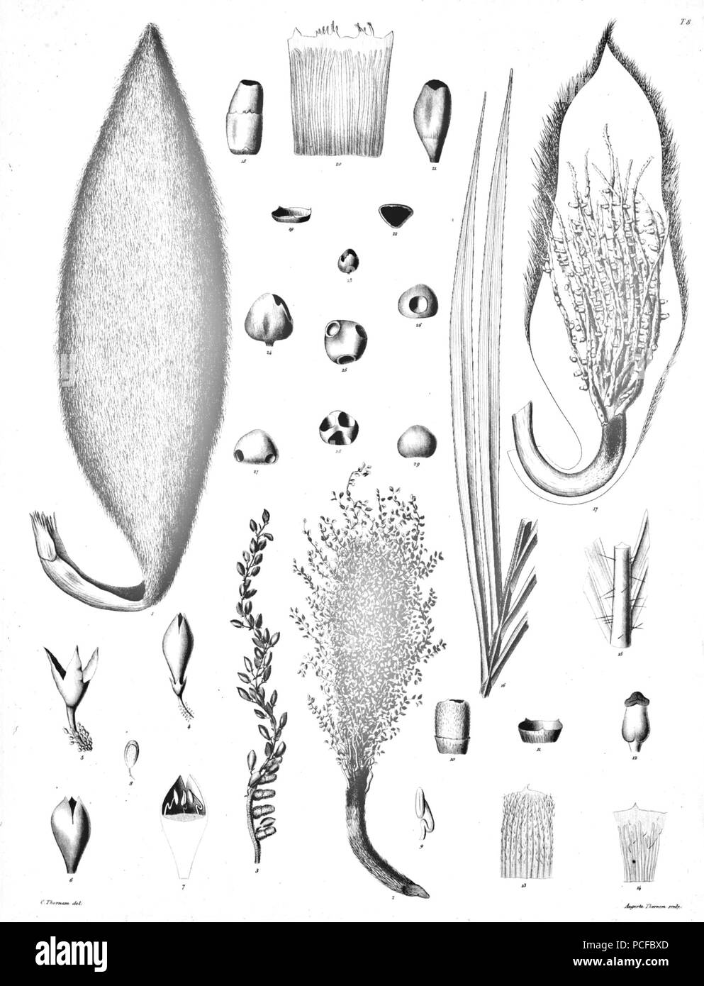 67 Bactris glandulosa Ørsted 5 Stockfoto