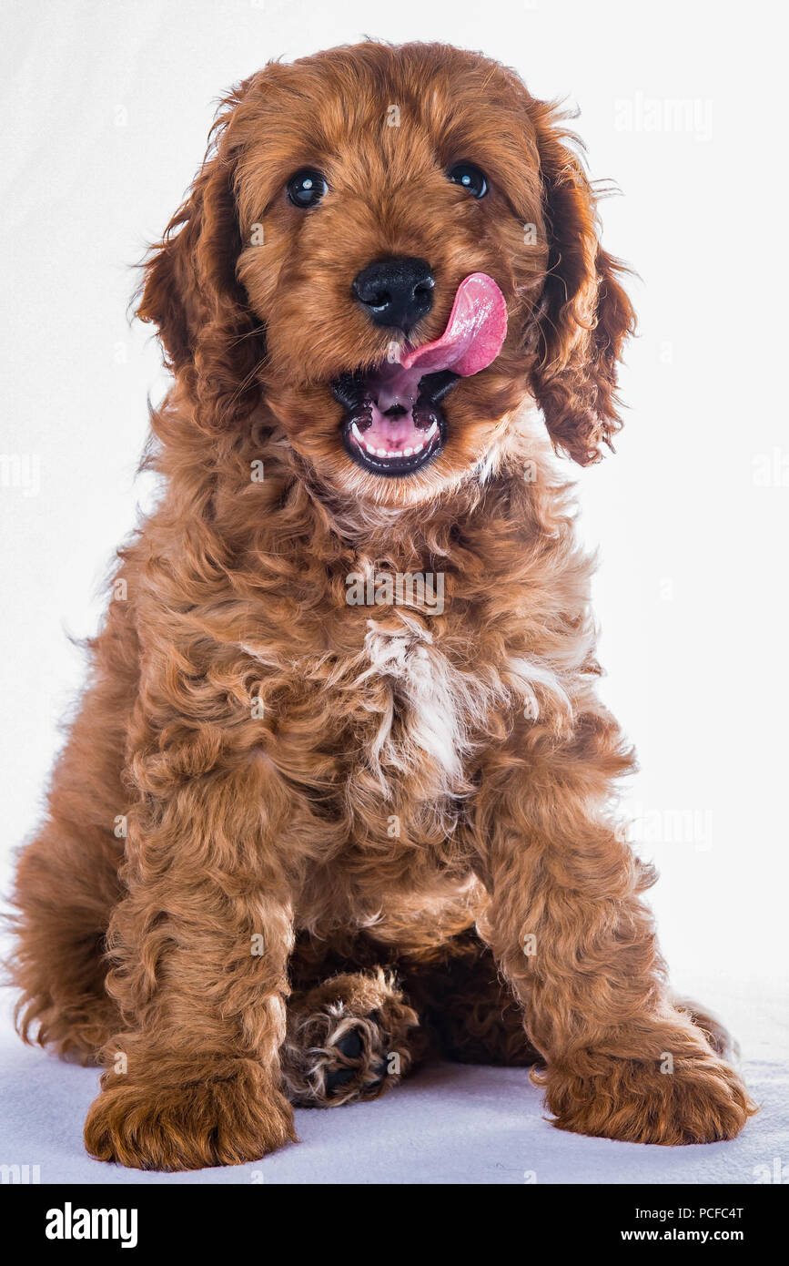 Cockerpoo cute puppy Portrait Stockfoto