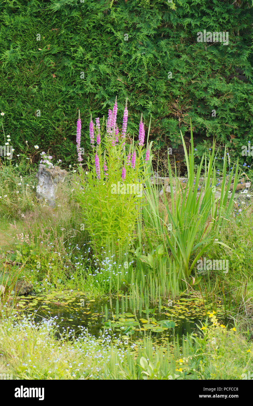 Blutweiderich, Lythrum salicaria, im Garten Tiere Teich, Sussex, UK, Juli Stockfoto