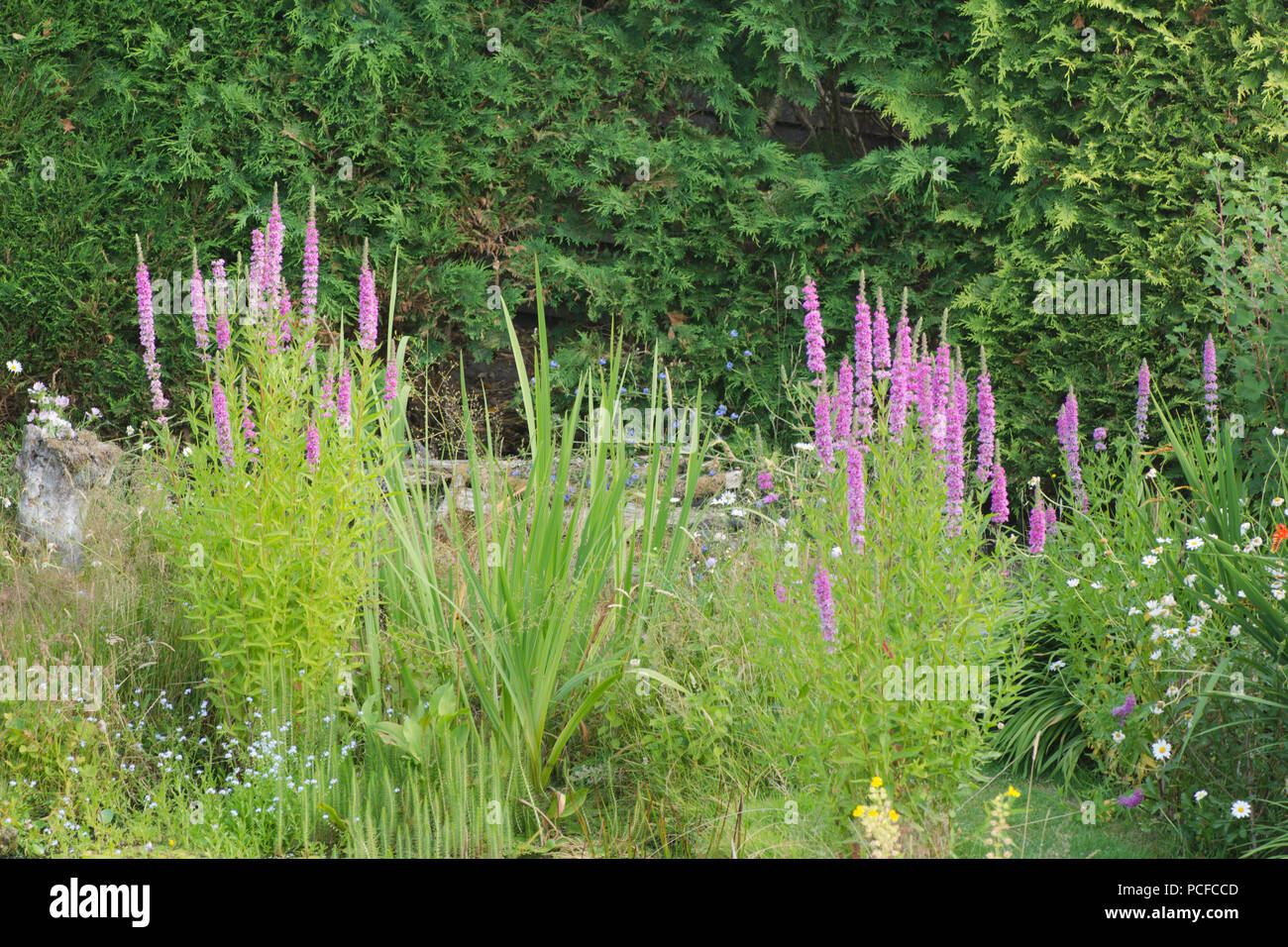 Blutweiderich, Lythrum salicaria, im Garten Tiere Teich, Sussex, UK, Juli Stockfoto