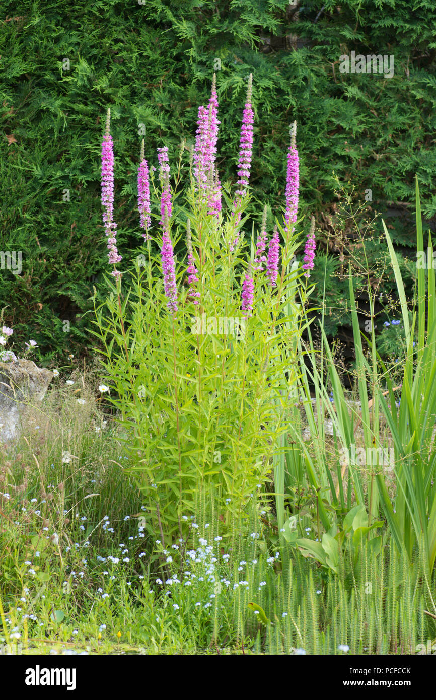Blutweiderich, Lythrum salicaria, im Garten Tiere Teich, Sussex, UK, Juli Stockfoto