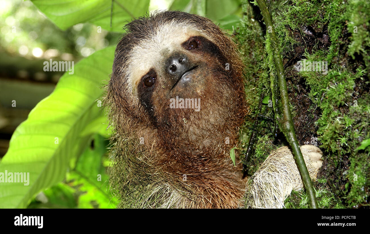 Nahaufnahme von einem drei-toed Sloth bei einem Baum Stockfoto