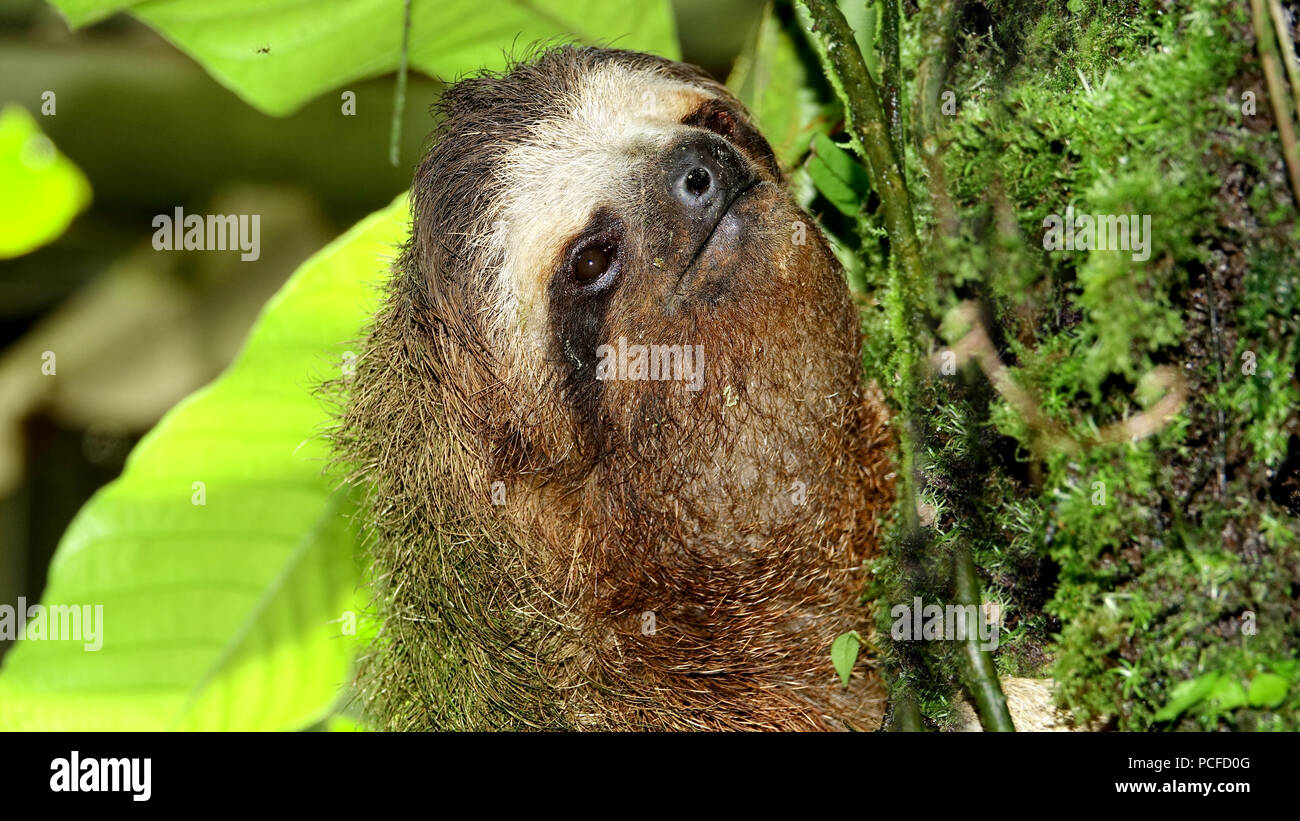 Nahaufnahme von einem drei-toed Sloth bei einem Baum Stockfoto