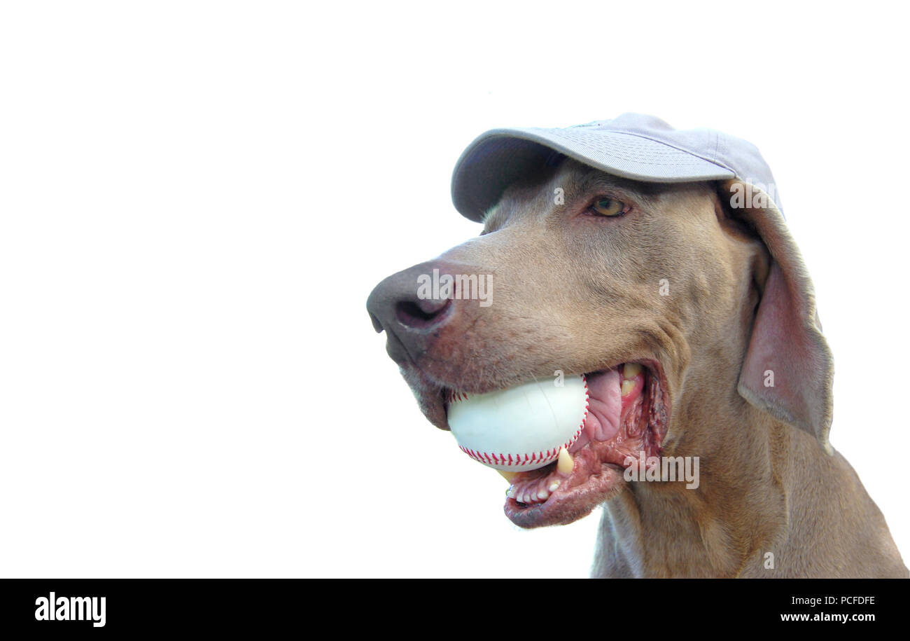 Nahaufnahme eines weimaraner Hund trägt eine Baseballmütze und mit einem Baseball in seinem Mund isoliert auf Weiss mit Kopie sapce Stockfoto