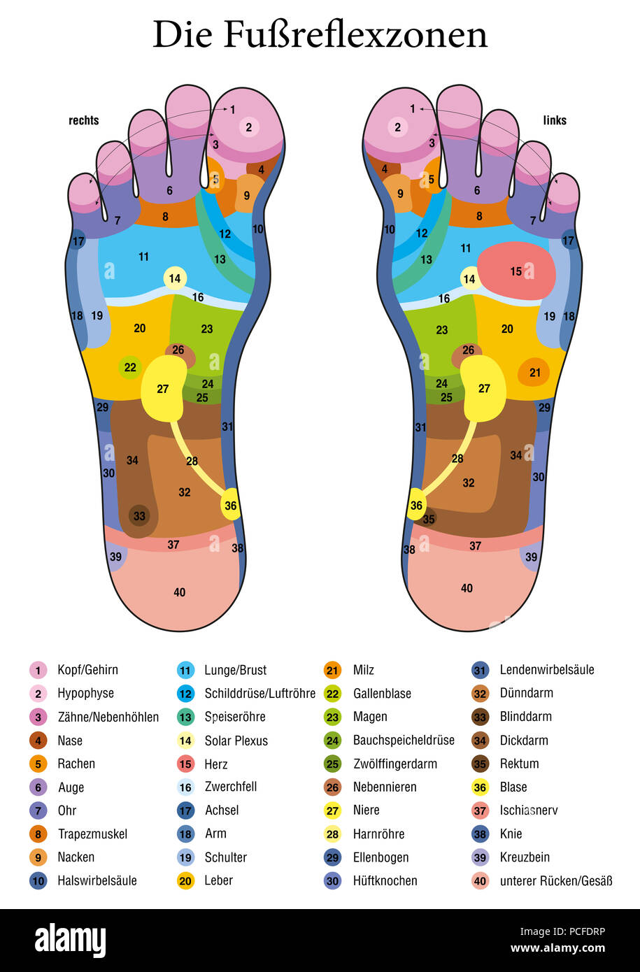 Fußreflexzonenmassage. Deutsche Namen. Alternative Akupressur und Physiotherapie Gesundheit Behandlung. Zone massage Chart mit farbigen Bereichen. Stockfoto