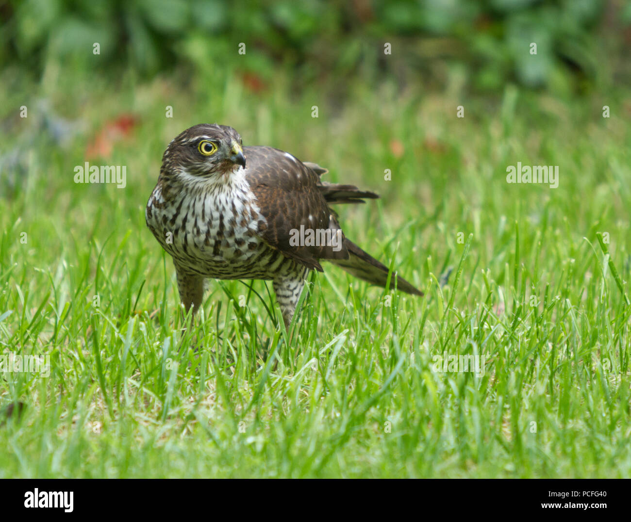 Frau Sperber im Garten Stockfoto