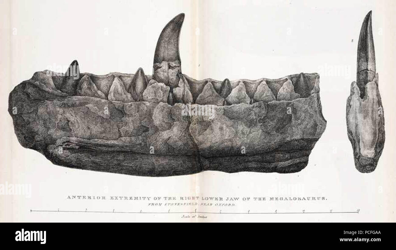 103 Buckland, Megalosaurus Kiefer Stockfoto