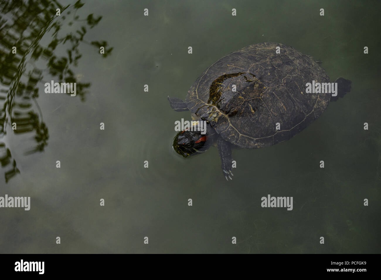 Schildkröten im Teich Stockfoto