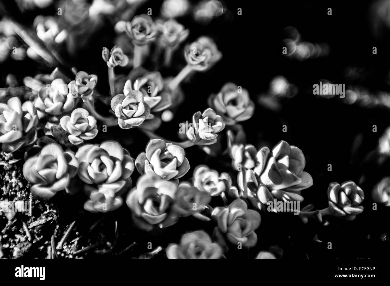Schwarz-weiß Foto von Sukkulenten - ideal für zu Hause Kunstwerke und Display Stockfoto