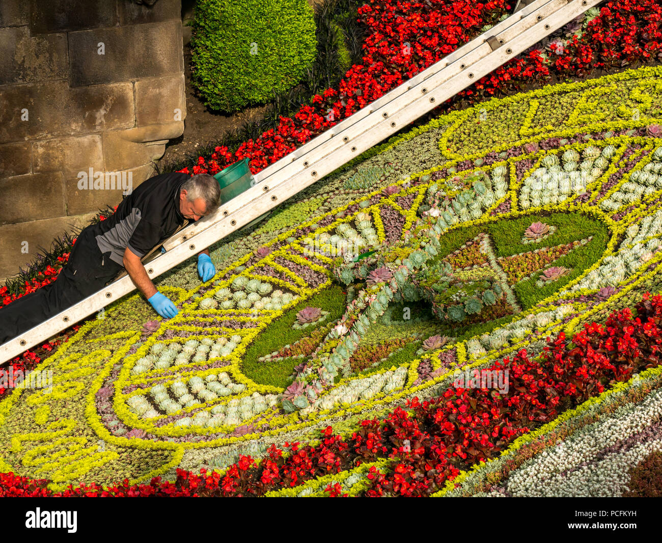 Die Princes Street Gardens, Edinburgh, Schottland, Großbritannien, 1. August 2018. Ein Gärtner sorgfältig Unkraut der historischen Floral Clock mit OP-Handschuhe. Es ist ein anderes Thema, das für die historische Uhr jedes Jahr. Es wurde erstmals 1903 von der Edinburgh Parks Betriebsleiter, Johannes McHattie erstellt und ist das älteste Floral Clock in der Welt. Dieses Jahr ist es mit Mohn konzipiert wurde 100 Jahre seit der Unterzeichnung des Waffenstillstands zu kennzeichnen, die zum Ende des Ersten Weltkriegs Stockfoto