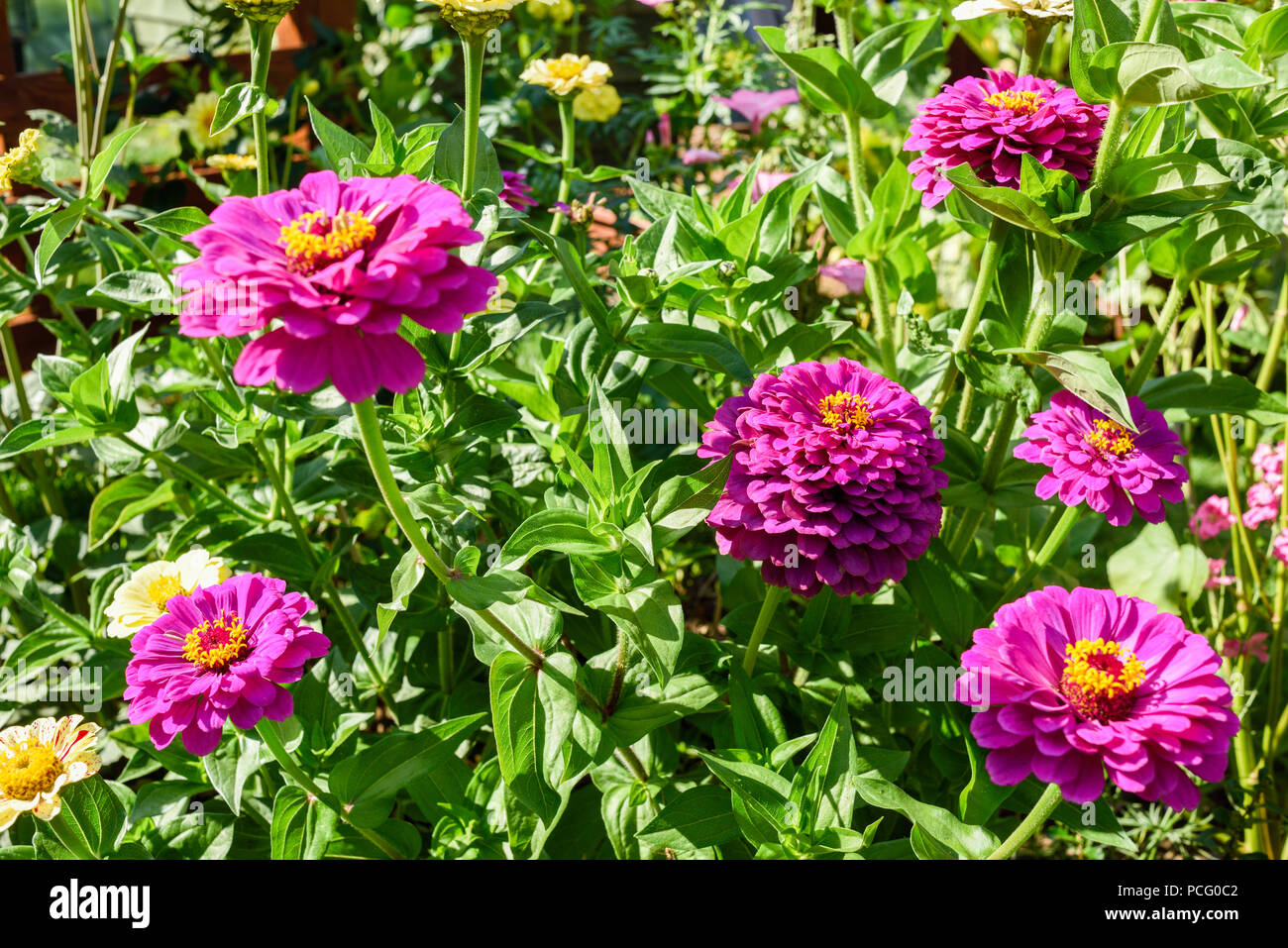 Hucknall, Nottinghamshire, UK: 02. August 2018. Forecaster ist zu sagen heißem Wetter für die nächsten Tage zurück. Bunte Sommerblumen an einem heißen Sommertag kontrastierenden gegen blauen Himmel. Zinnia Grenze Blumen. Stockfoto