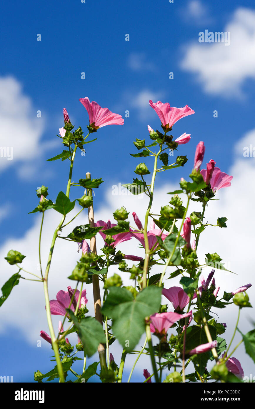 Hucknall, Nottinghamshire, UK: 02. August 2018. Forecaster ist zu sagen heißem Wetter für die nächsten Tage zurück. Bunte Sommerblumen an einem heißen Sommertag kontrastierenden gegen den blauen Himmel. Rosa Lavatera. Stockfoto
