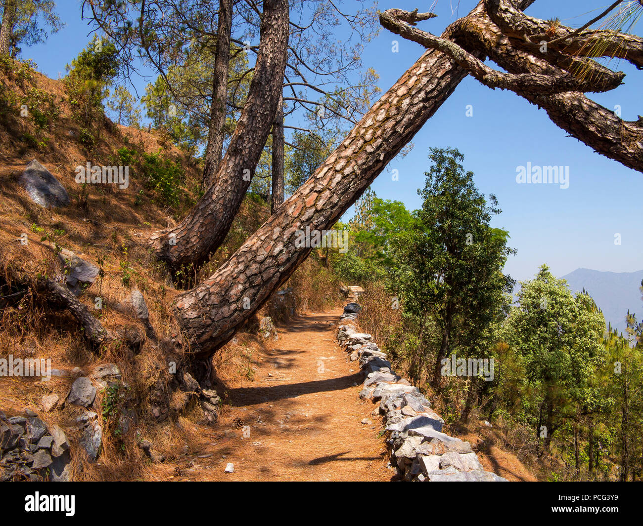 Forest Road in der Nähe von Kala Agar viele Male erwähnt von Jim Corbett, wenn nach dem Chowgarh fleischfressenden Tigerin, Menschenfresser von Kumaon, Uttarakhand, Indien Stockfoto