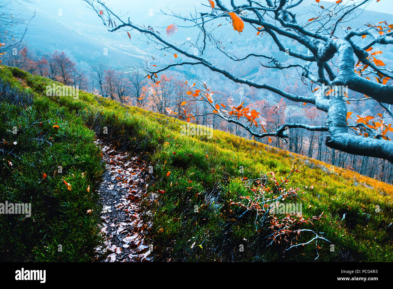 Majestätischen buche Filialen mit orange Blätter im Herbst in den Bergen Stockfoto