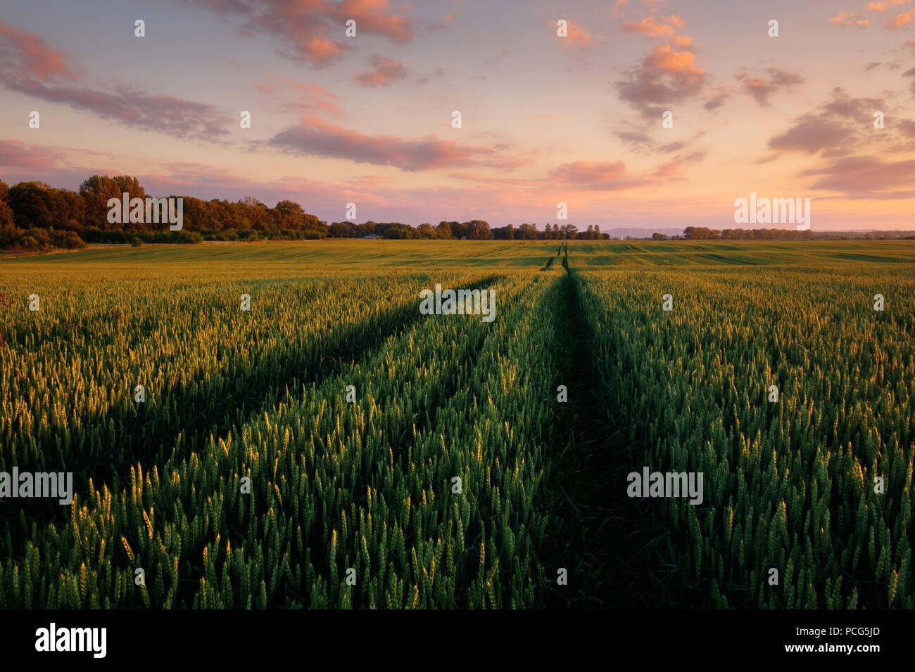 Grünes Weizenfeld gegen den blauen Himmel Hintergrund Stockfoto