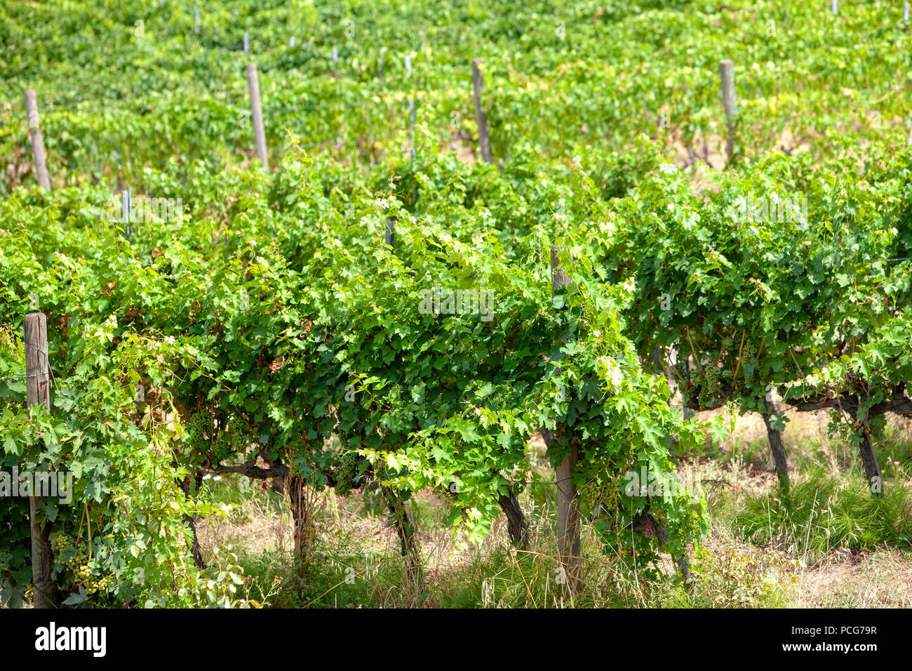Fattoria Dianella Weinberg in der Toskana Italien Chianti DOCG Gebiet mit sanften Hügeln von Vinci eine Fläche für die Produktion von glatten Weine lobte entfernt Stockfoto
