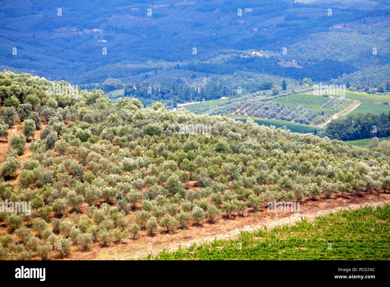 Fattoria Dianella Weinberg in der Toskana Italien Chianti DOCG Gebiet mit sanften Hügeln von Vinci eine Fläche für die Produktion von glatten Weine lobte entfernt Stockfoto