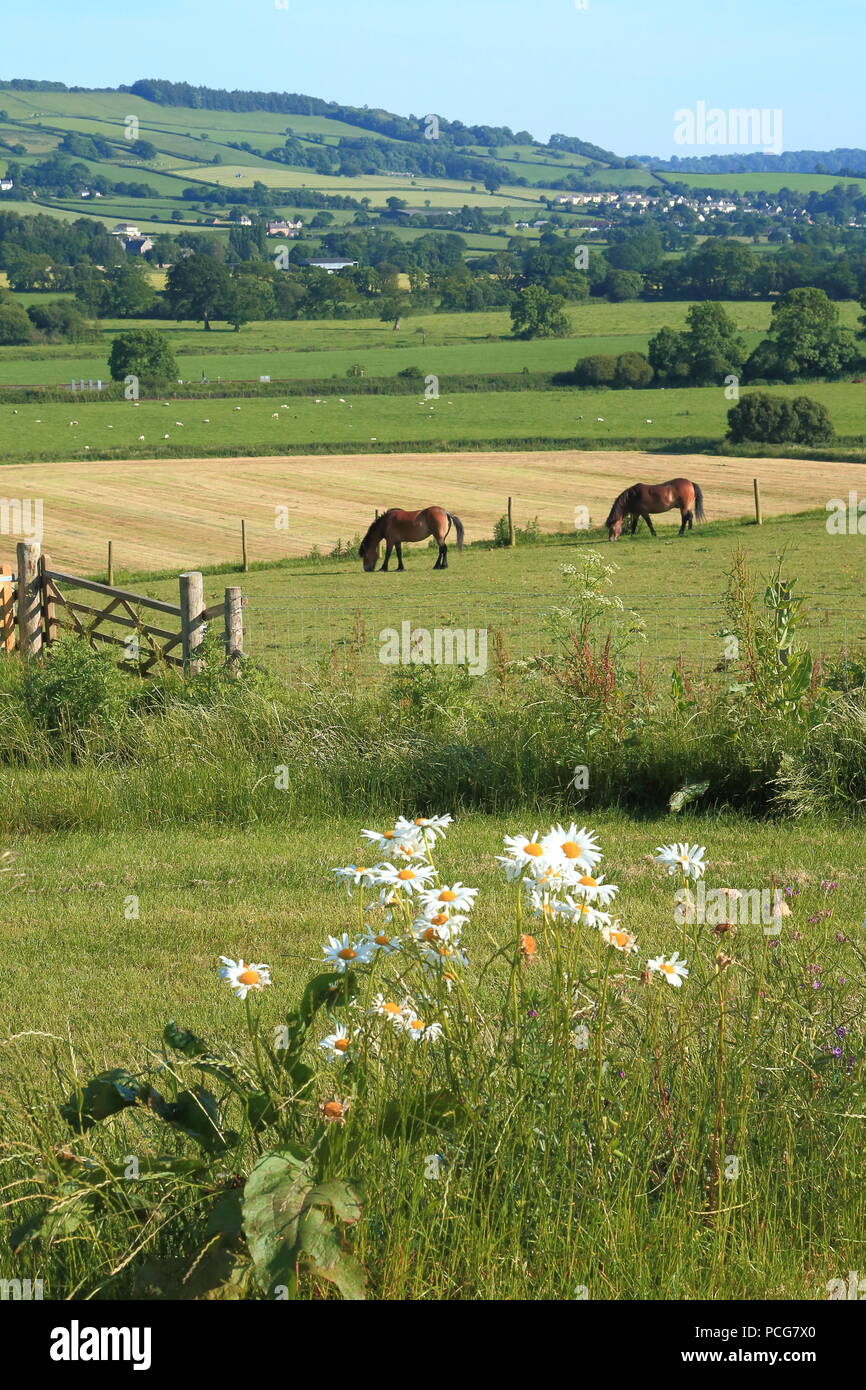 Schöne Ackerland in Ax Tal in East Devon AONB Stockfoto