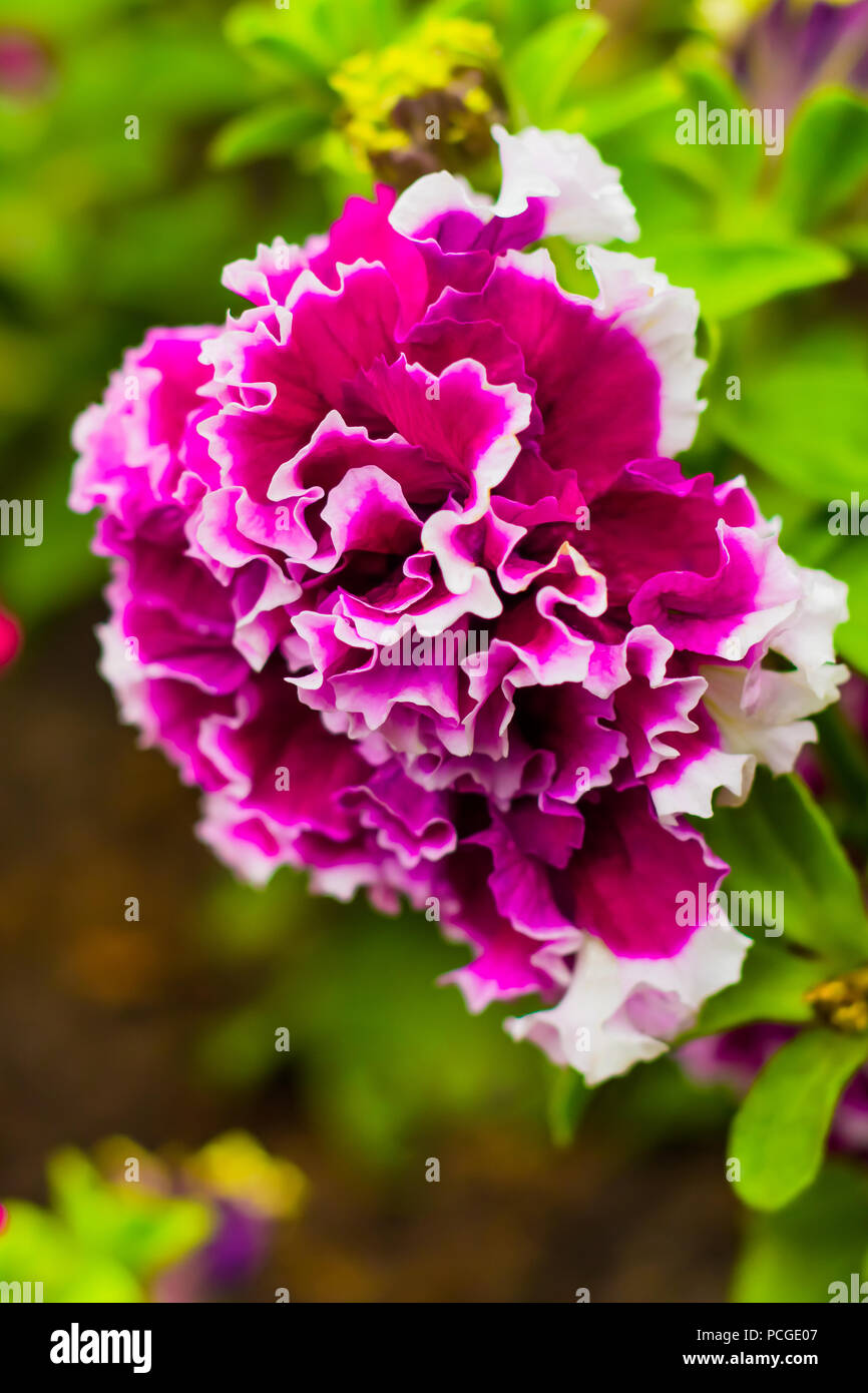 Doppel Petunia Stockfoto