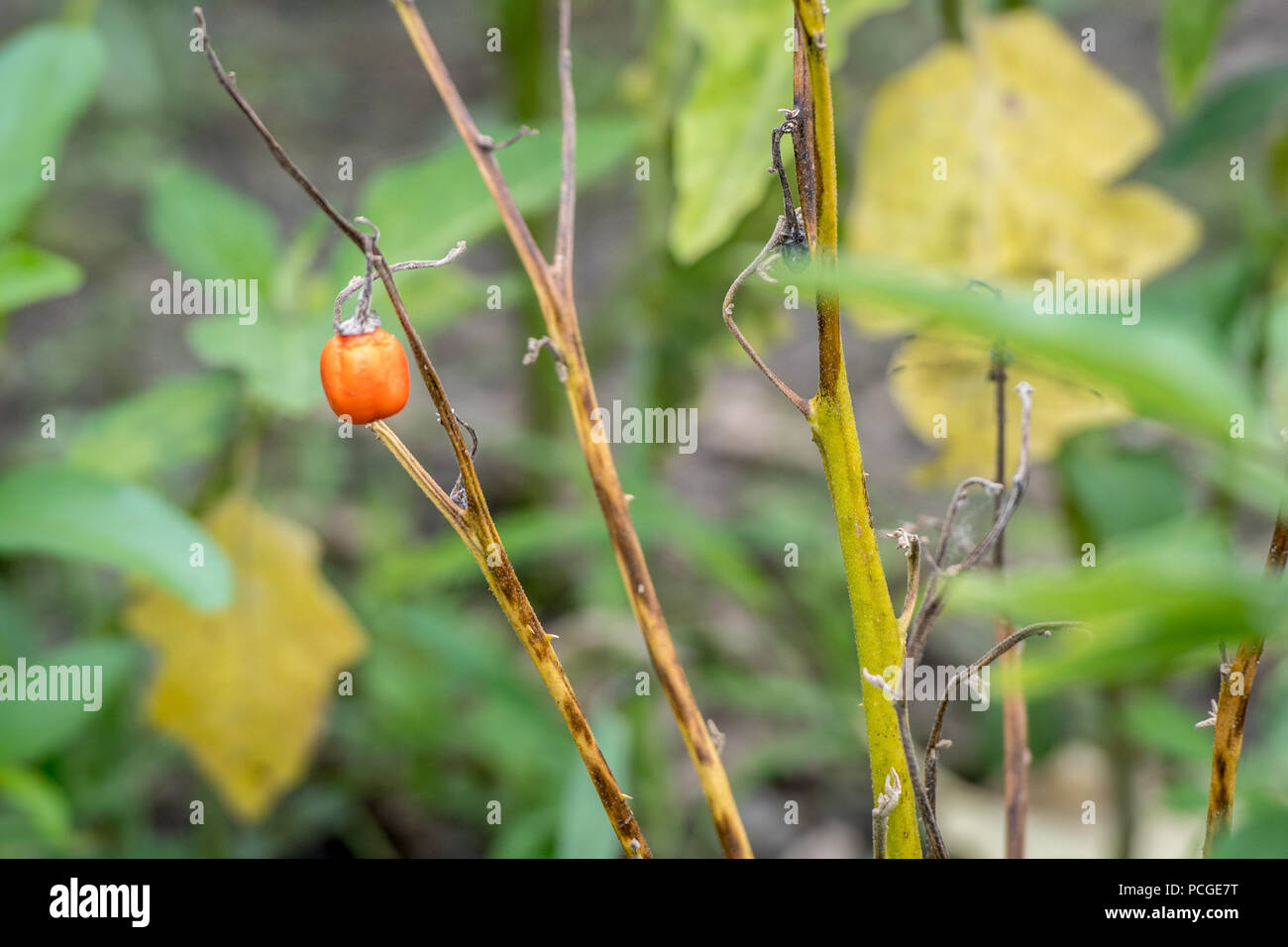 Ein Pfeffer (Capsicum) wächst auf einem Weinstock in Ganta, Liberia Stockfoto