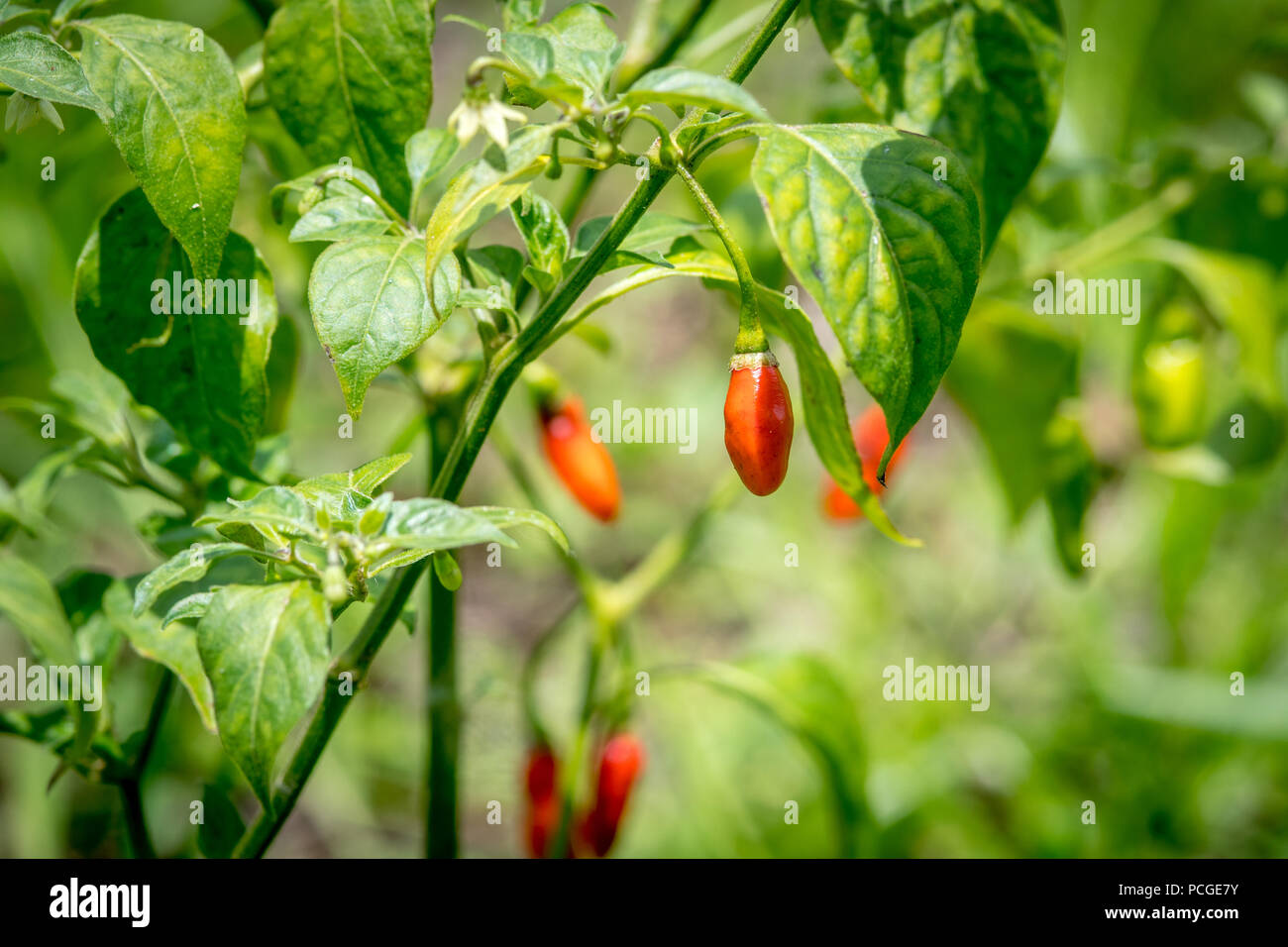 Paprika (Capsicum) wächst auf einem Weinstock in Ganta, Liberia Stockfoto