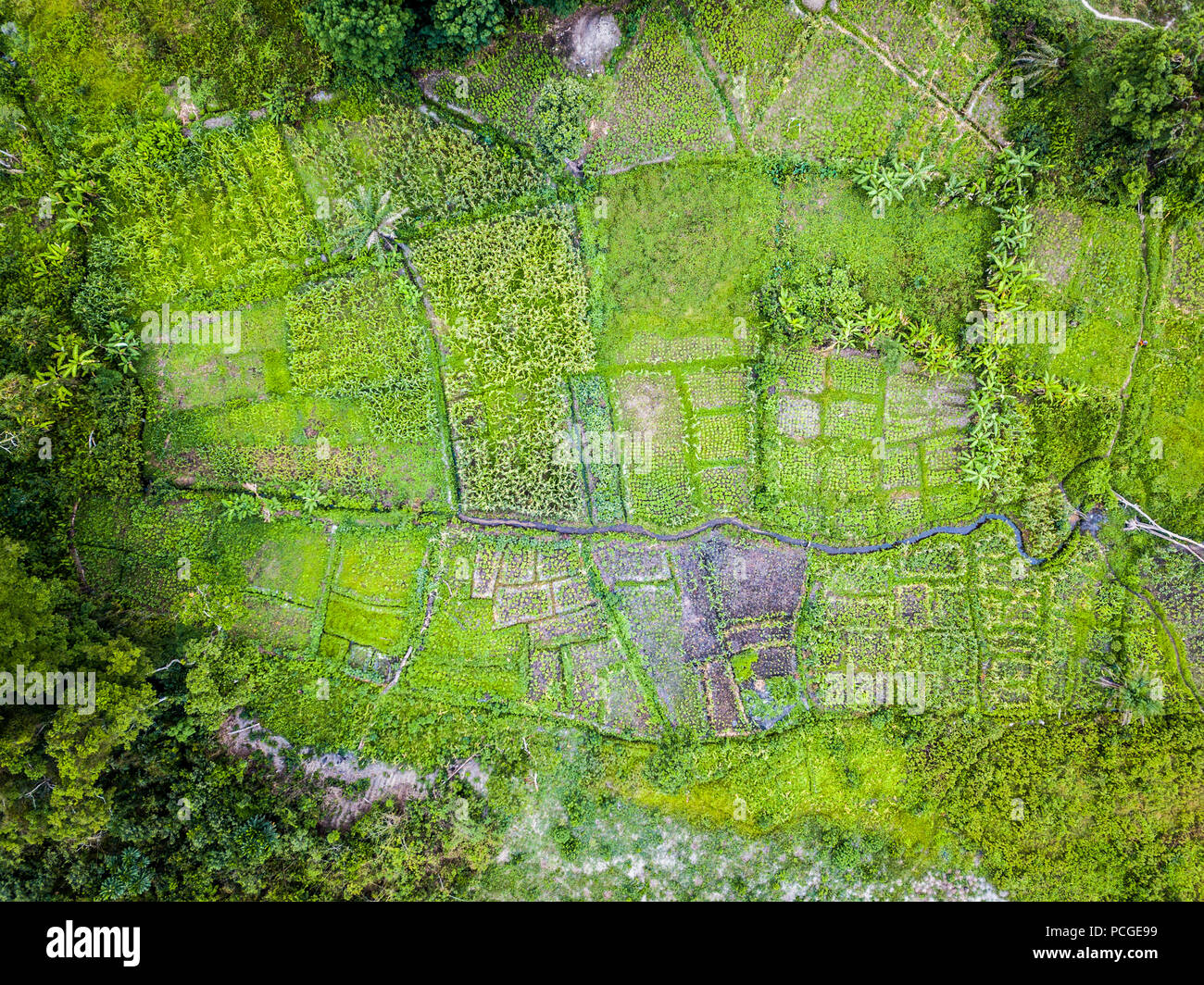 Luftaufnahme von einer Farm in Ganta, Liberia Stockfoto