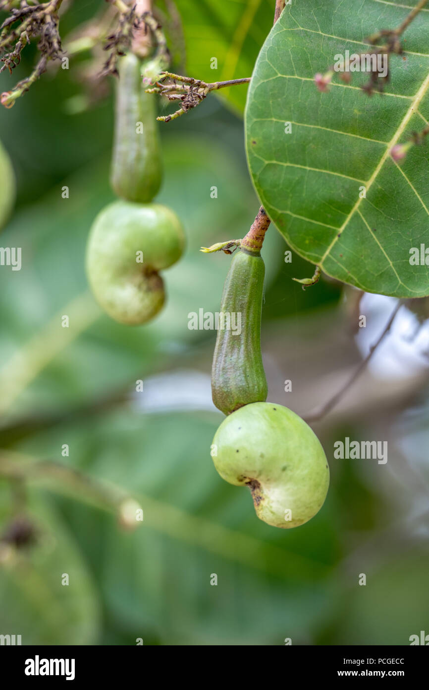 Cashew Frucht Samen (Anacardium occidentale) wächst auf einem Bauernhof in Ganta, Liberia Stockfoto