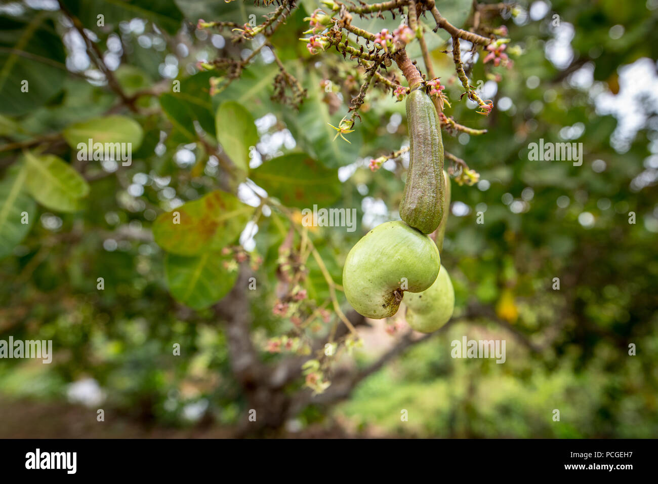 Cashew Frucht Samen (Anacardium occidentale) wächst auf einem Bauernhof in Ganta, Liberia Stockfoto