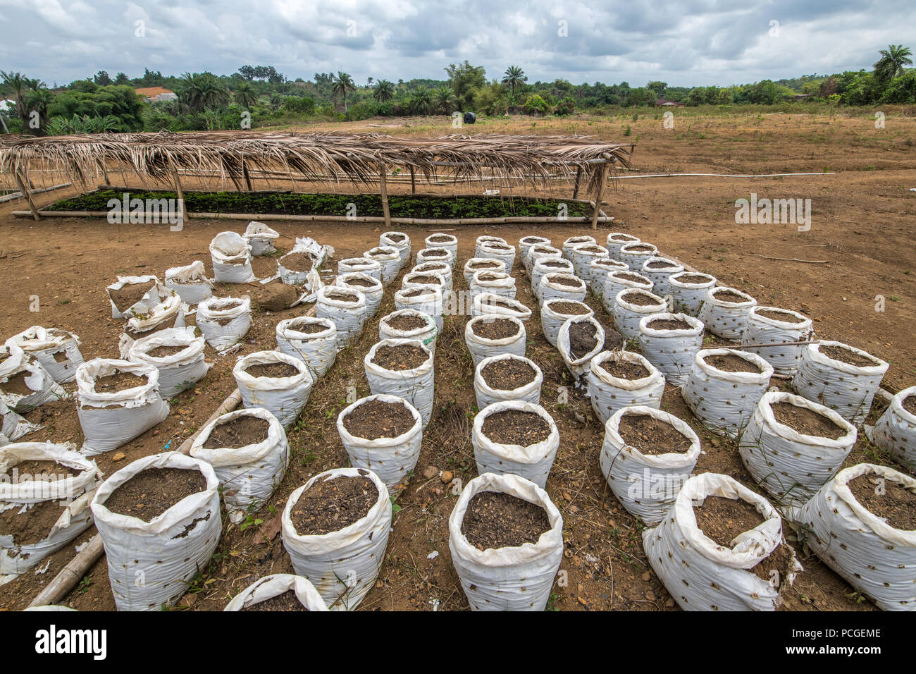 Zeilen des Bodens in Taschen sind auf einem Bauernhof in Ganta, Liberia gefüttert Stockfoto