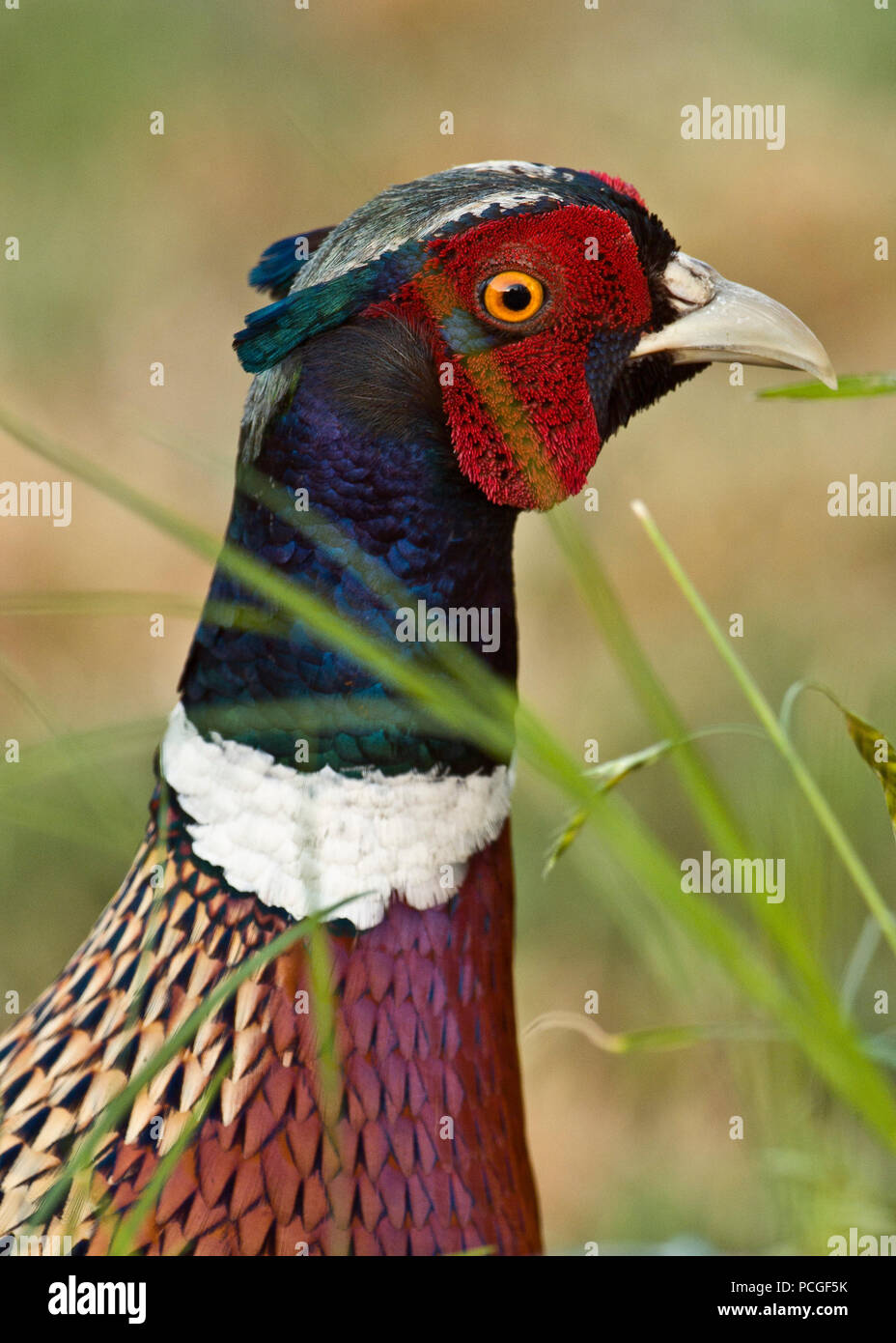 Portrait der männlichen Ring-necked Pheasant in ländlichen Sacramento County California Stockfoto