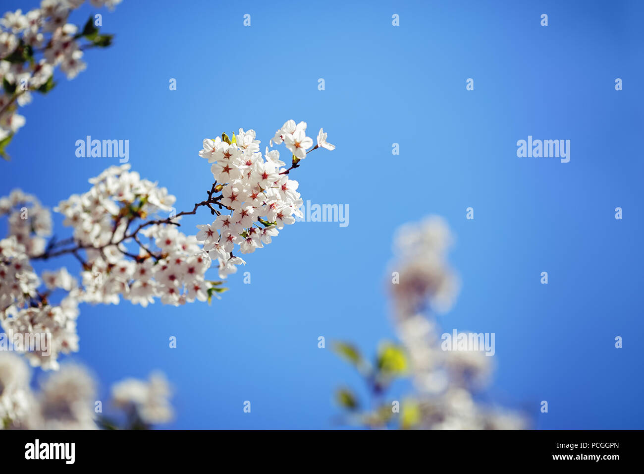 Karte mit schönen blühenden weißen sakura Blumen Baum auf blauen Himmel Hintergrund im Garten Park außerhalb, kopieren Platz für Text Stockfoto