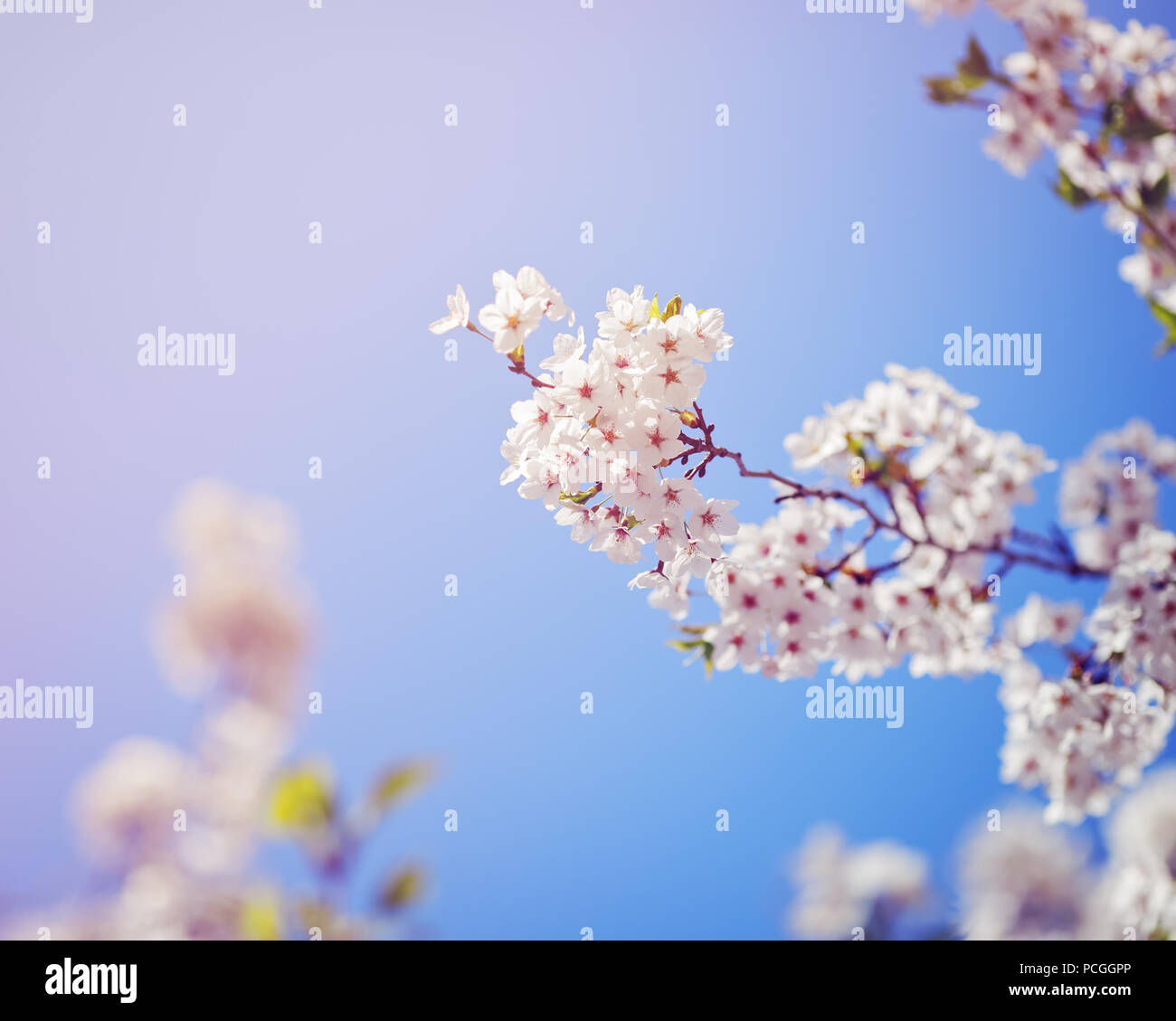Karte mit schönen blühenden weißen sakura Blumen Baum auf blauen Himmel Hintergrund im Garten Park außerhalb, kopieren Platz für Text Stockfoto