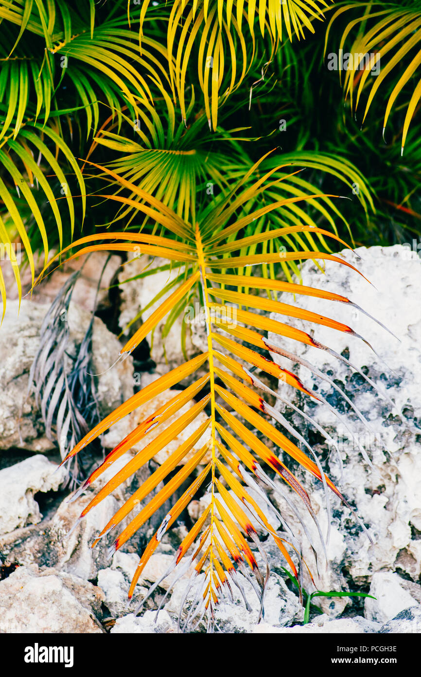 Closeup schoss der schönen Palme Pflanze mit gelben grüne Blätter auf Steine, Felsen, Retro Vintage Style, getönt mit Filtern, muster textur backgrou Stockfoto