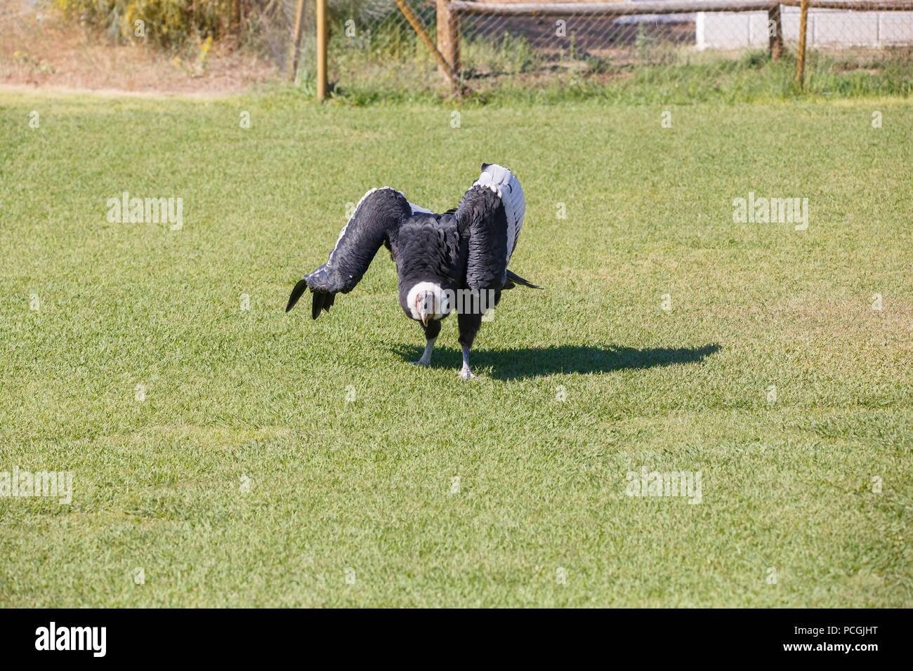 Kondor der Anden oder Vultur gryphus, der größte Vogel auf dem Planeten wandern auf dem Gras. Stockfoto