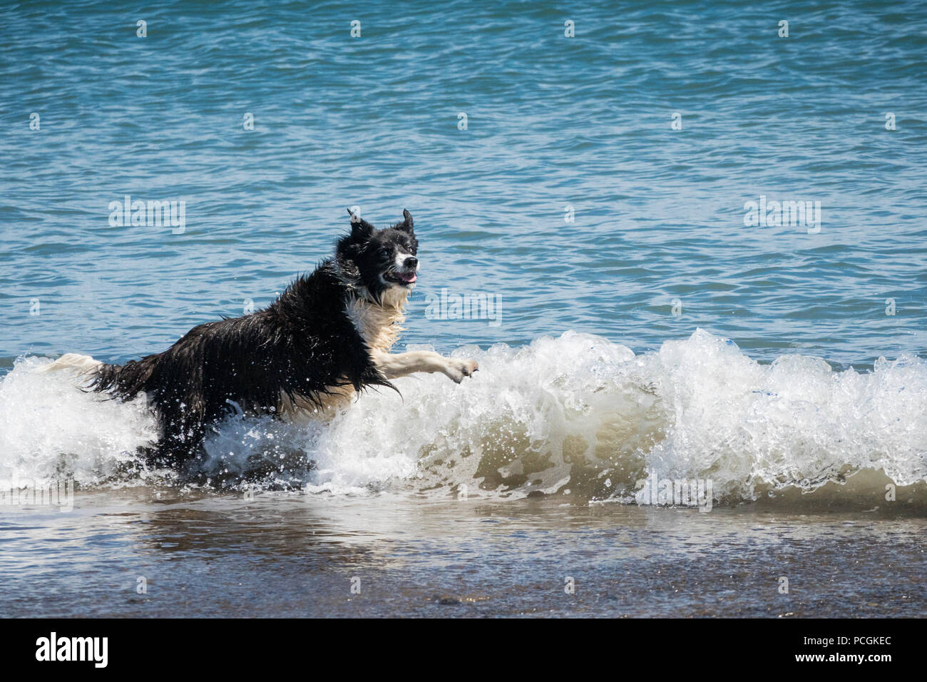 Ein Hund Körper surft auf einer Welle am Strand. Stockfoto