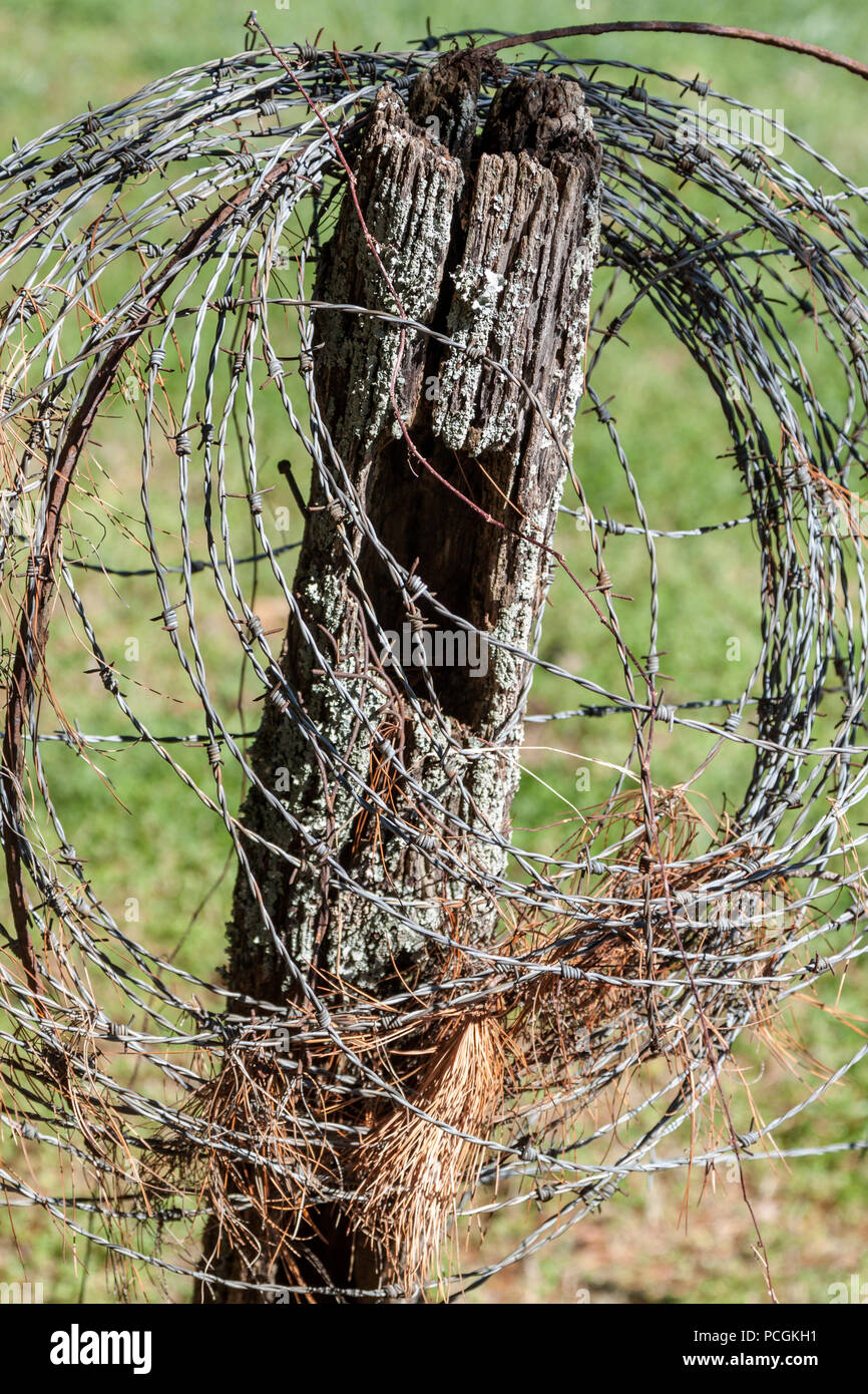 Tannennadeln sind in einem Kreis von Stacheldraht Fäden auf eine verwitterte Zaunpfahl in der Nähe von Knoxville, Tennessee hängend erwischt. Stockfoto