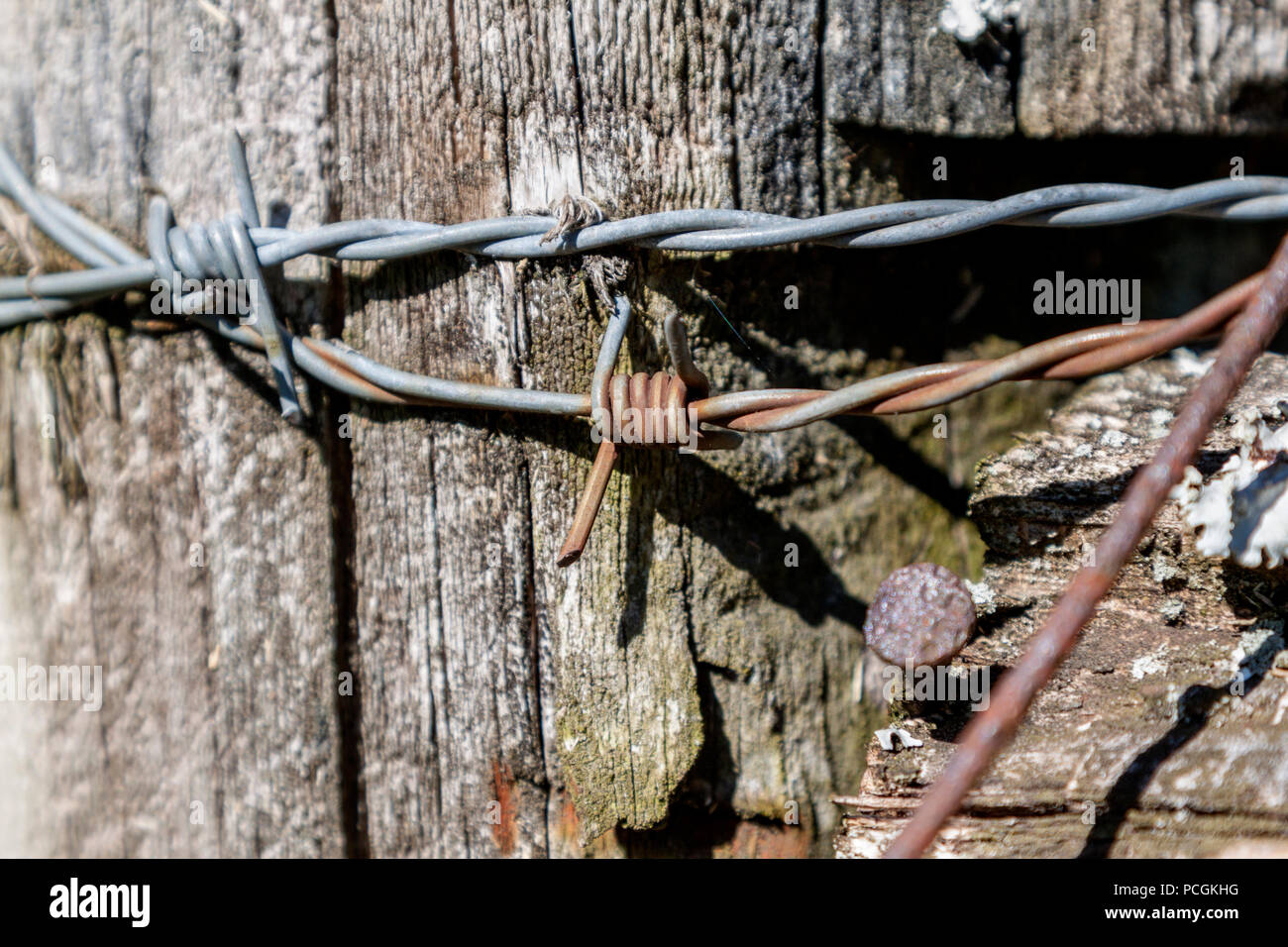 In der Nähe von Stacheldraht und Nägel in einer verwitterten Zaunpfosten auf einer Weide in der Nähe von Knoxville, Tennessee. Stockfoto