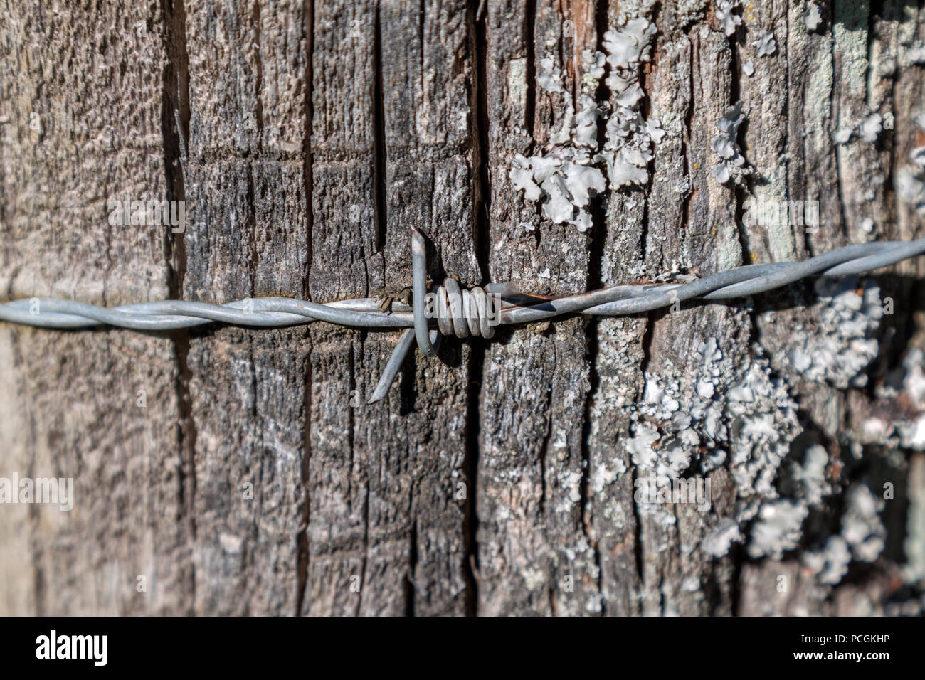 In der Nähe von Stacheldraht in einem Pilz abgedeckt Zaunpfosten eingebettet. Stockfoto