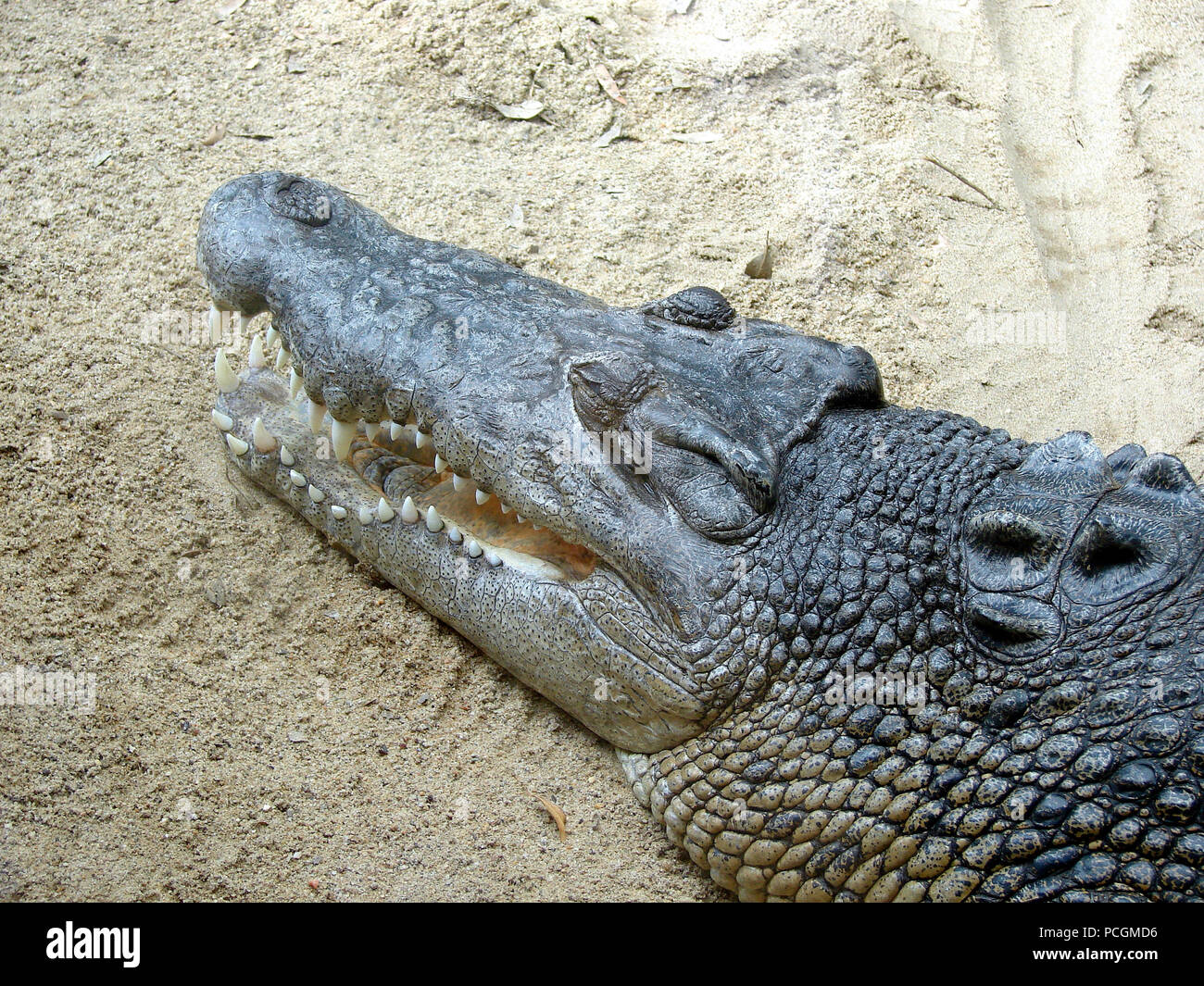 Die australische Salzwasser Krokodil (Crocodylue porosus) in Gefangenschaft. In der Wildnis ist ein Apex Predator und die grösste aller lebenden Reptilien. Stockfoto