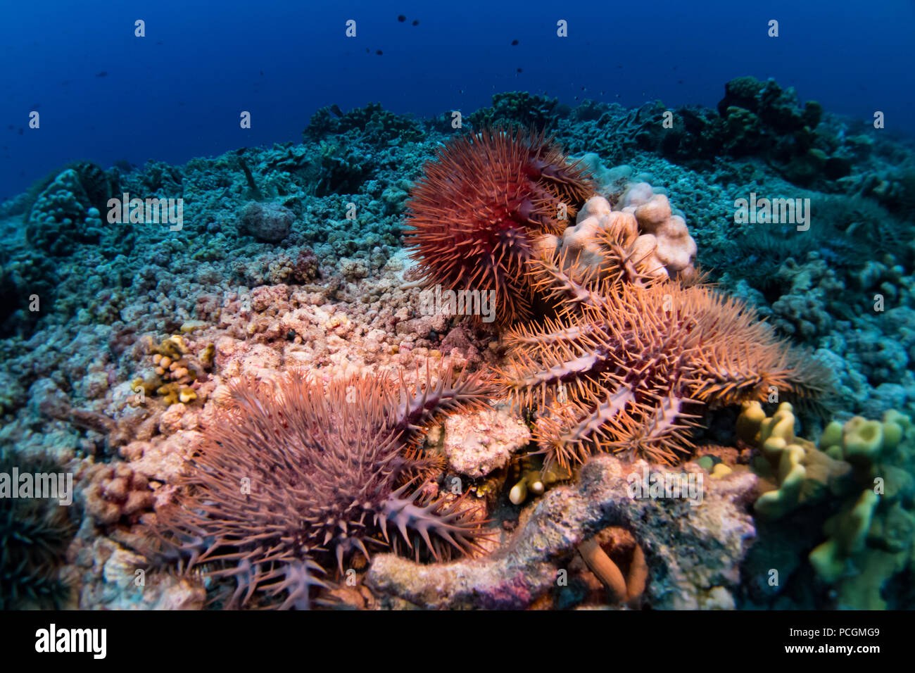 Dornenkrone Seesterne essen die Koralle auf Fakarava Atoll in den Tuamotus von Französisch Polynesien Stockfoto