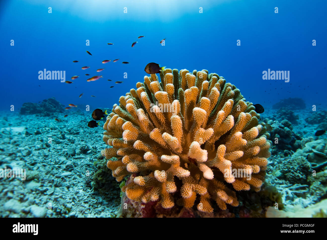 Schöne kleine Korallenblöcke der Gattung Pocillopora während Niau Atoll in den Tuamotus von Französisch Polynesien tauchen Stockfoto